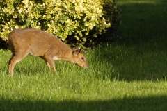 Muntjac