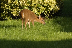 Muntjac