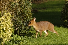 Muntjac