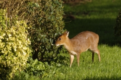 Muntjac