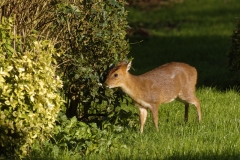 Muntjac