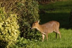 Muntjac