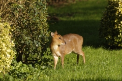 Muntjac