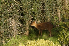 Muntjac