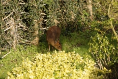 Muntjac