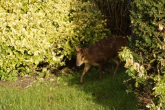 Muntjac