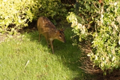 Muntjac