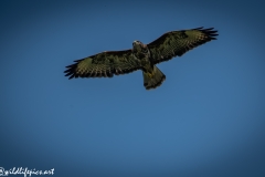 Buzzard in Flight Front View