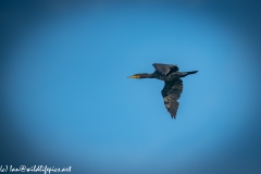 Cormorant in Flight Side View