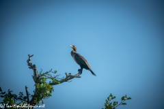 Cormorant on Branch Side View