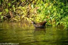 Moorhen in River Side View