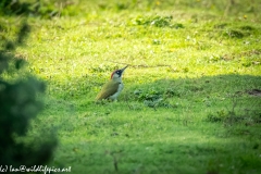 Green Woodpecker on Ground Side View