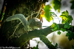 Squirrel on Tree Front View
