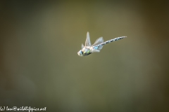 Migrant Hawker Dragonfly in Flight Side View