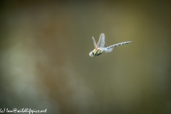 Migrant Hawker Dragonfly in Flight Side View