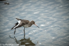 Redshank Walking in Water Side View