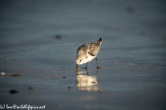 Sanderling on Beach Front View