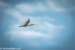 Spoonbill in Flight Side View