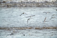 Sanderling in Flight on Beach Front View
