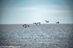 Oystercatchers in Flight Over Ocean Side View