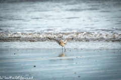 Bar-tailed Godwit Landing on Beach Front View