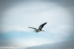 Grey Heron in Flight Side View