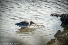 GreenShank in Water Side View