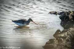 GreenShank in Water Side View