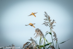 Male & Female Bearded Tit in Flight