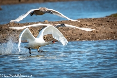 Mute Swan & Signets Taking Off Front View