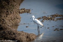 Little Egret on Water Side View