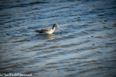 Bar-tailed Godwit on Water Side View