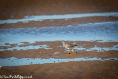 Redshank on Beach Side View