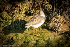 Redshank on Mud Bank Resting Side View