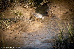 Redshank on Mud Bank Catching Worm Side View