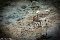 Dunlin on Water Bank Side View