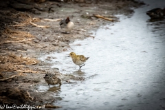 Golden Plover on Waters Edge Front View