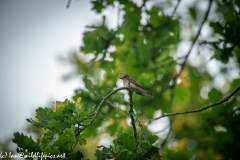 Spotted Flycatcher on Branch Side View