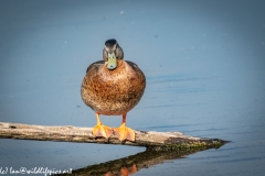 Female Mallard on Branch in Water Front View