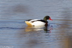 Male Shelduck