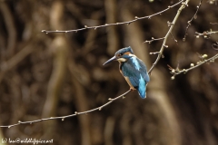 Kingfisher Back view