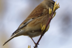 Female Linnet