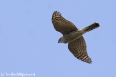 Female Sparrowhawk Underneath View in Flight