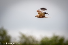 Male Marsh Harrier in Flight Side View