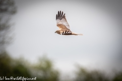 Male Marsh Harrier in Flight Side View