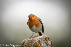 Robin on Gravestone in Church Front View