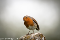 Robin on Gravestone in Church Front View