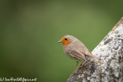 Robin on Gravestone in Church Back View