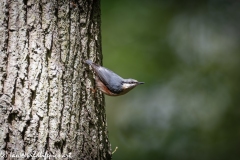 Nuthatch on Tree Side View