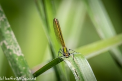 Yellow Damselfly on Reed Front View